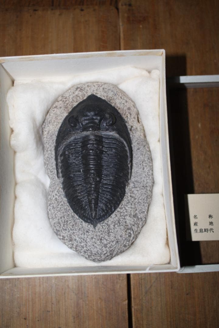 モロッコ産出 三葉虫 odontochi li sp（デボン紀中期）化石標本