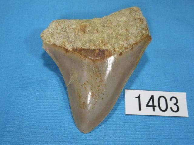 化石 サメの歯・メガロドン・インドネシア・8.5cm・No.1403