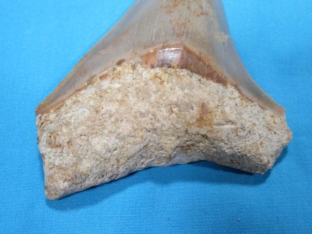 化石 サメの歯・メガロドン・インドネシア・8.5cm・No.1403