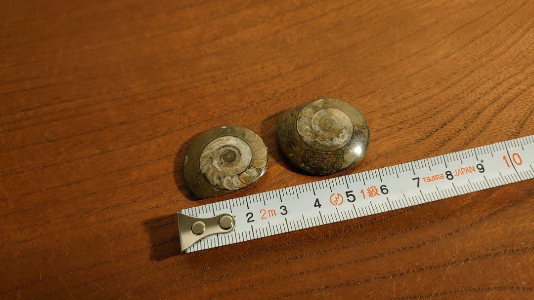 アンモナイト 恐竜 古代貝 化石 標本 鑑賞品 博物館保存 2個