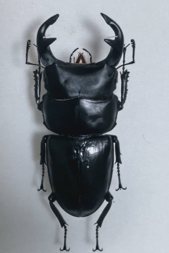 異常型】パルナシウス・アポロ・ウィスコッティ（1オス、スウェーデン産）