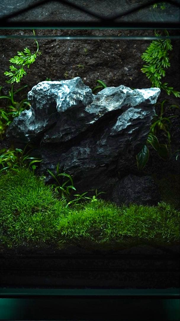 完成品 ADA苔テラリウム イモリウムカエル苔ア トパルダリウム No 297