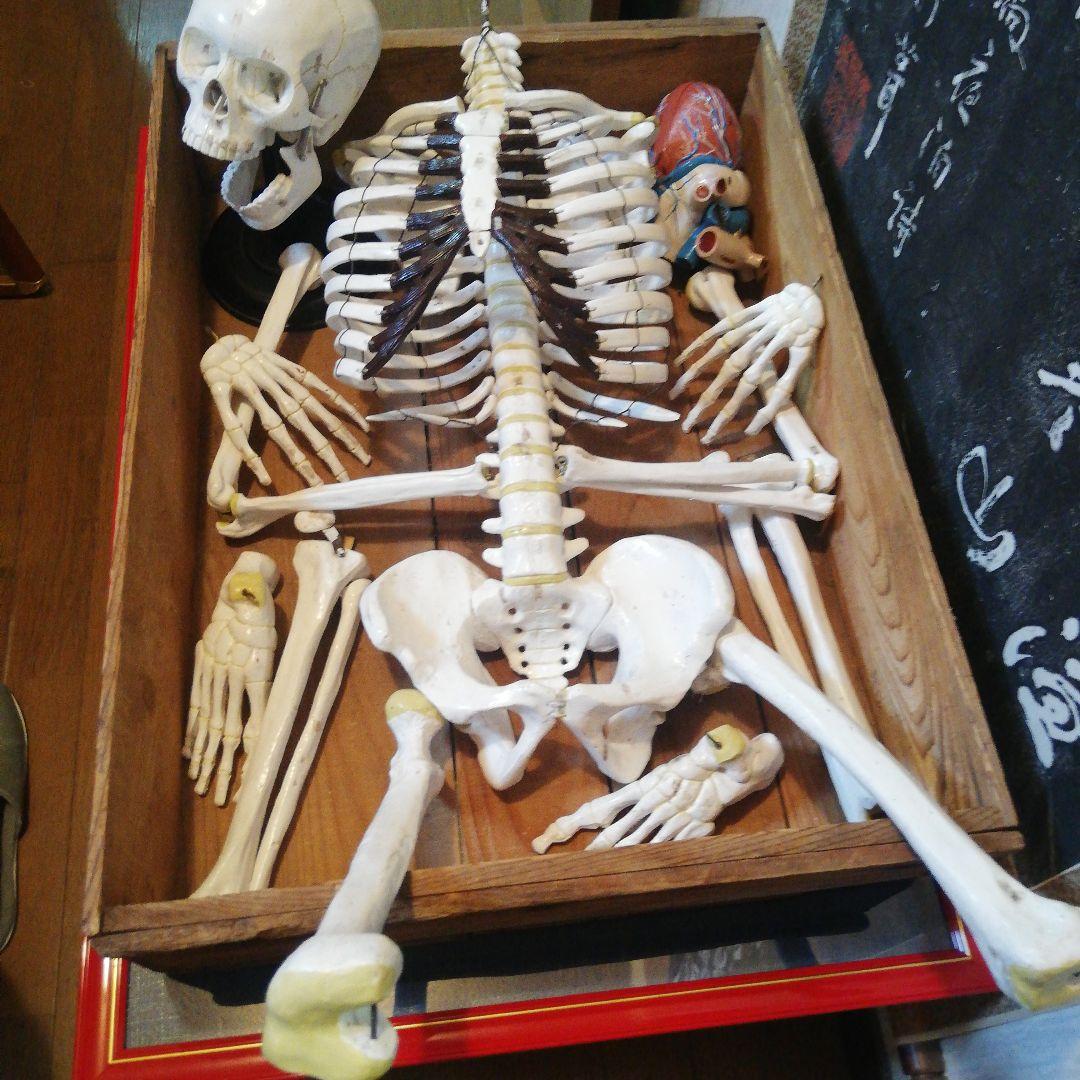 マニアックレア昭和２０～３０年代頃素材不明レトロ人体骨格模型当時物コレクション品 マニアックレア昭和20～30年代頃素材不明レトロ人体骨格模型当時物