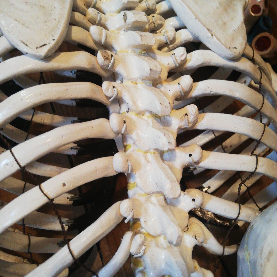 マニアックレア昭和20～30年代頃素材不明レトロ人体骨格模型当時物