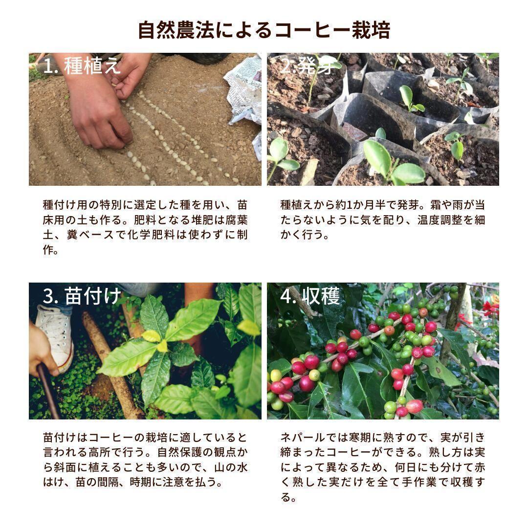 オーガニックコーヒー ストロング フェアトレード 1kg コーヒー豆