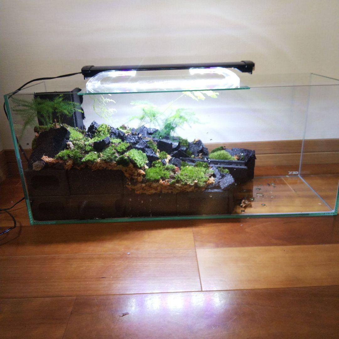 受注生産】60センチ水槽アクアテラリウム イモリウム 苔テラリウム