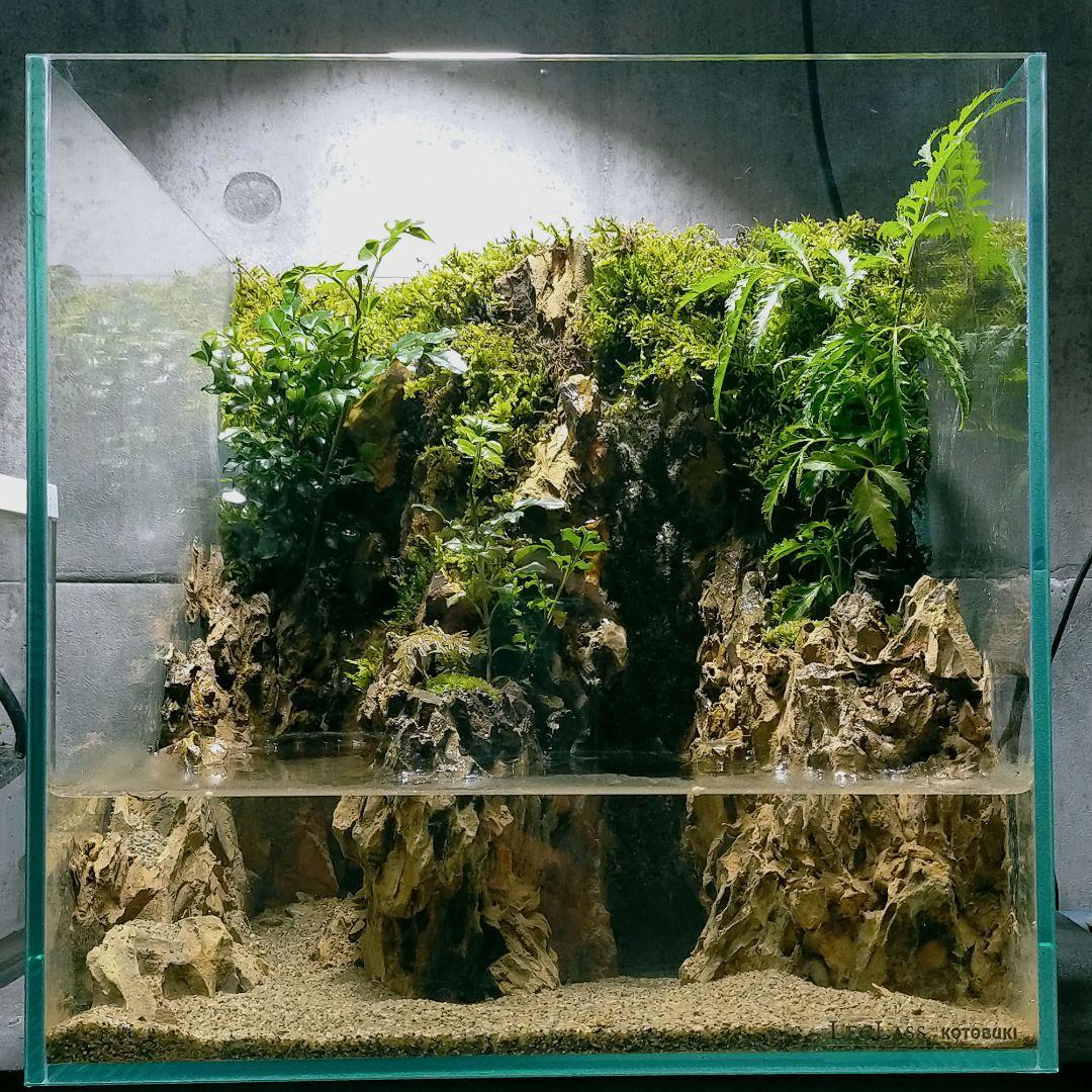 2本の湧き水流れるアクアテラリウムイモリウムNo.953