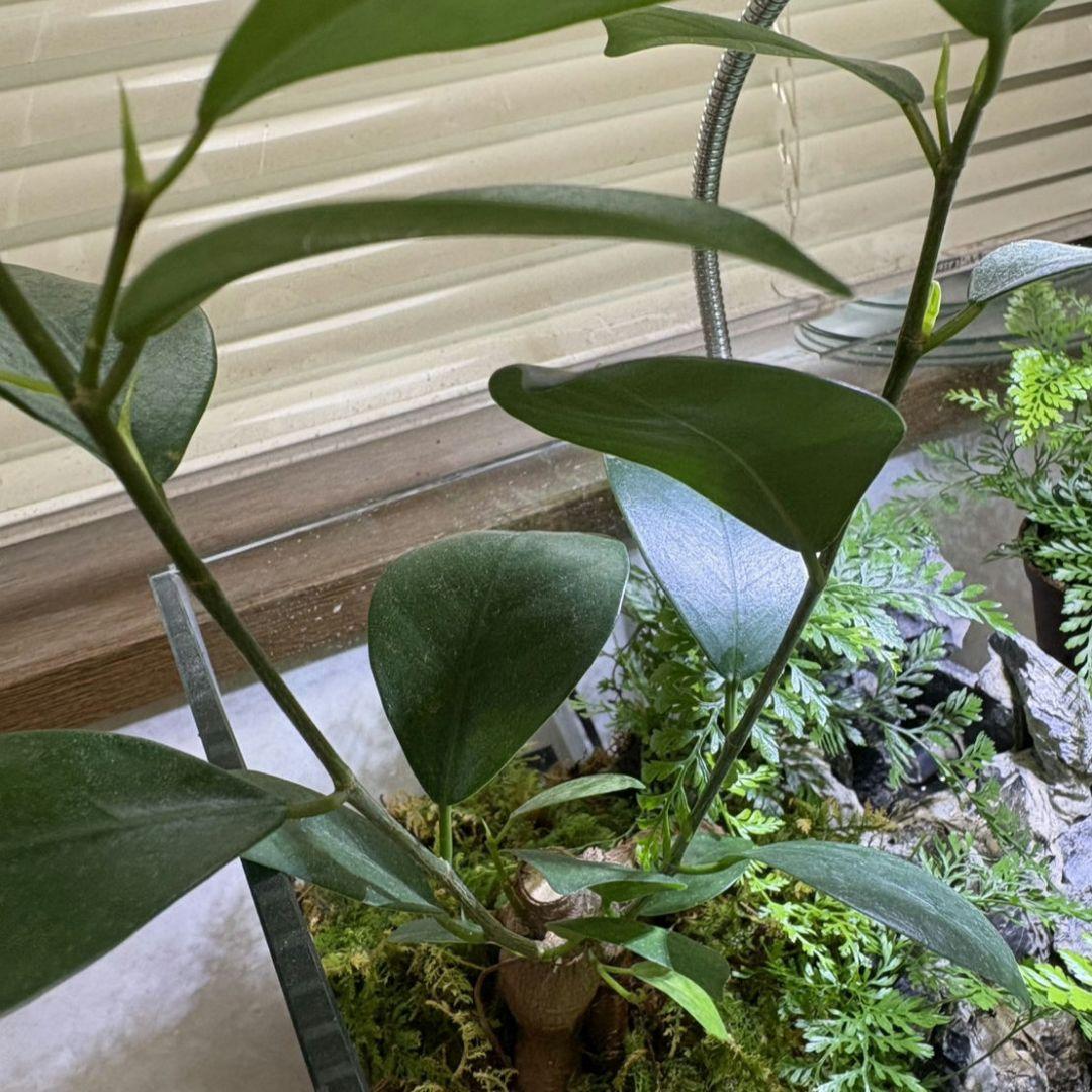 滝の流れるアクアテラリウム No.1143