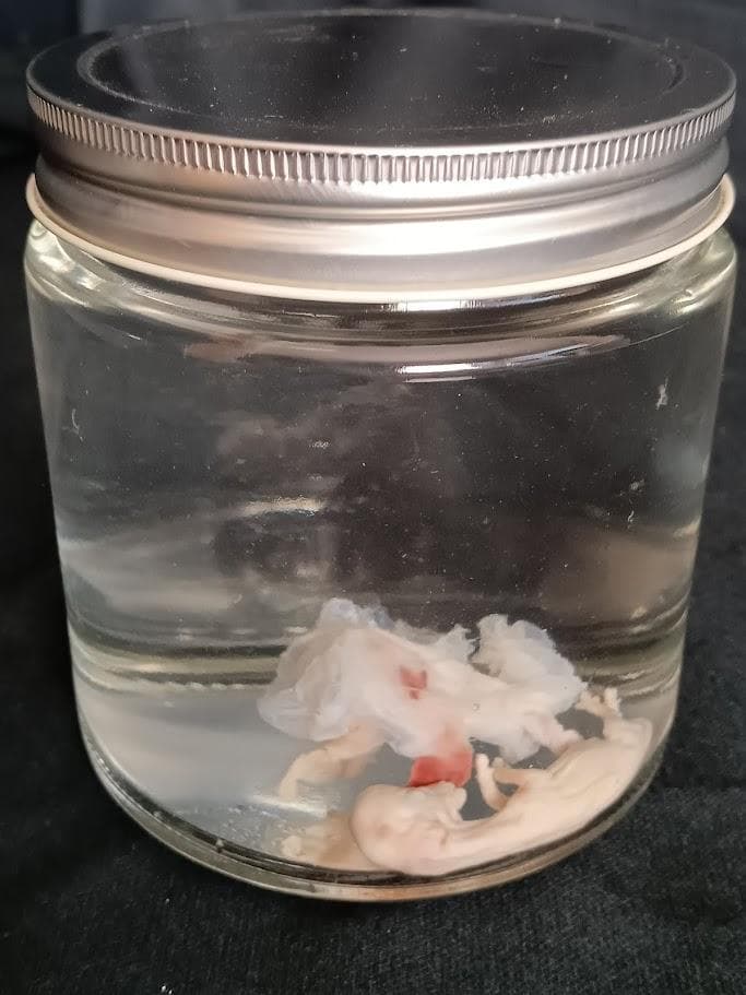 学術標本 種名ニホンジカ 胎児（♂） エタノール浸漬標本 頭胴長約5cm