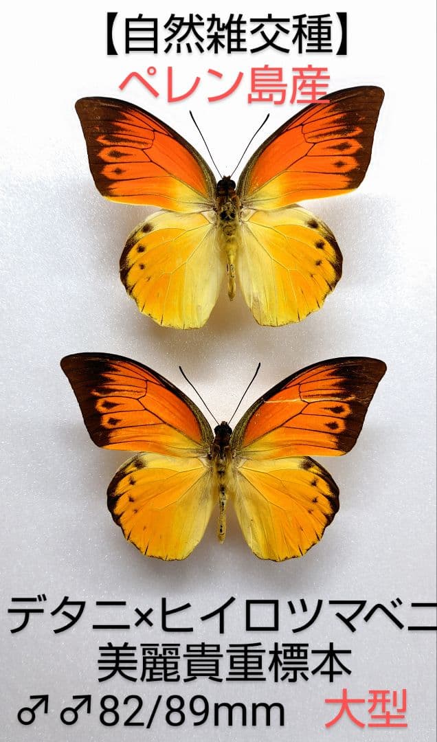 自然雑交種】デタニ×ヒイロツマベニチョウ♂♂標本 82/89mm 美麗貴重