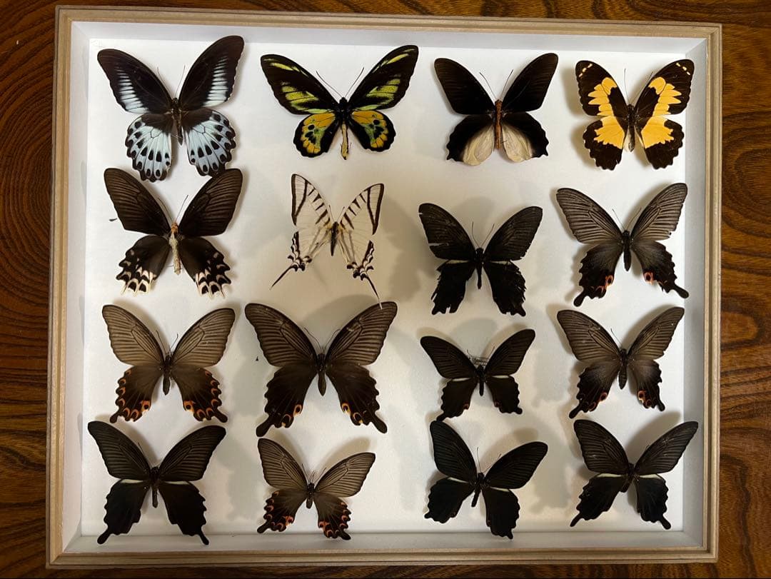 希少蝶標本ドイツガラス木箱現状品のみ41x50x6cm 希少蝶標本ドイツガラス木箱現状品のみ41x50x6cm 蝶標本 希いっぱい種類