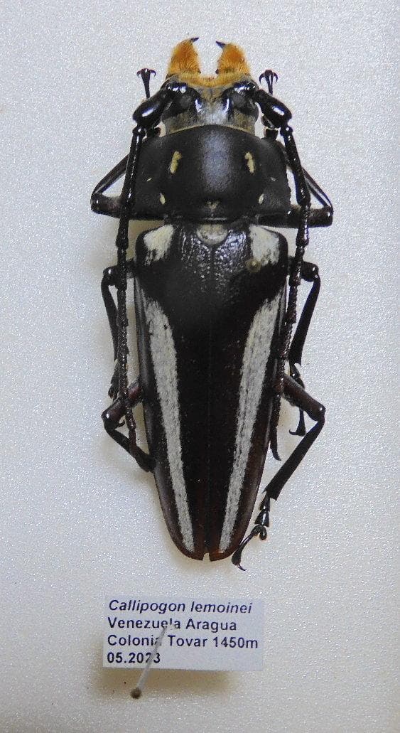 異常型の珍品】パルナシウス・アポロ・ウィスコッティ（1オス