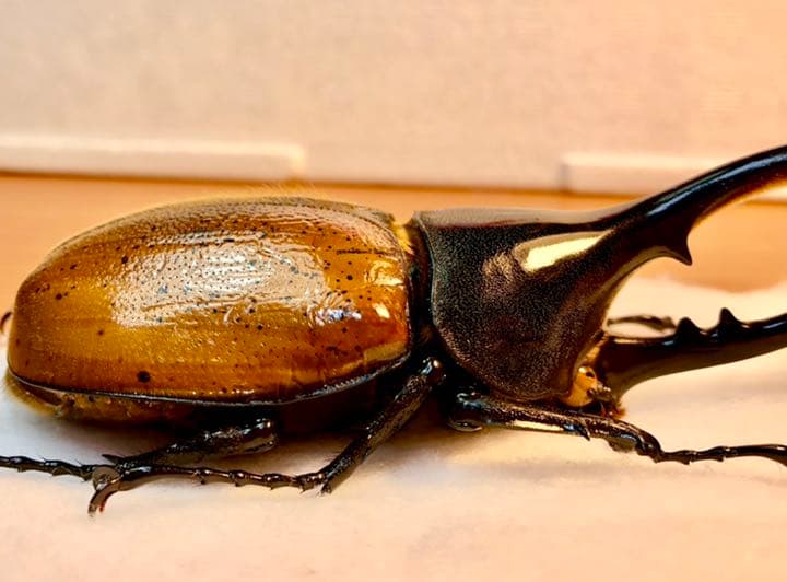 ヘラクレスエクアトリアヌス♂標本美品