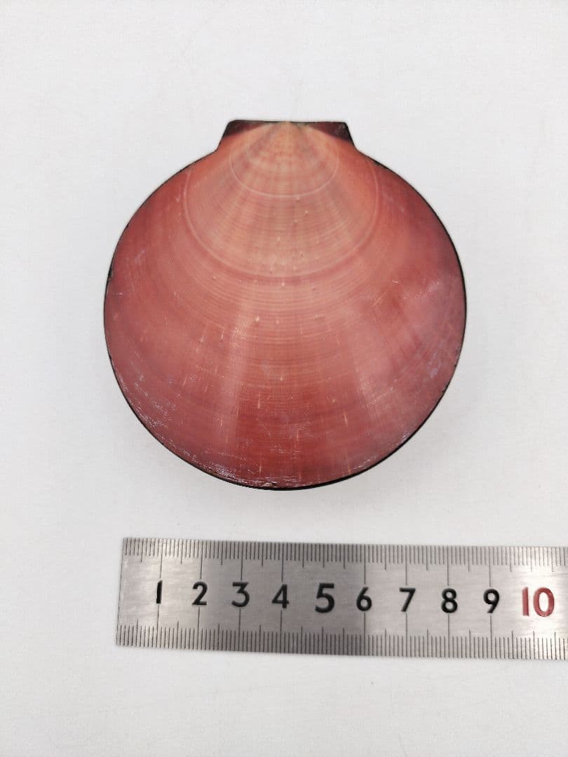 【セール】b806【新品・未使用】香合 月日貝 鈴木光入 玄々好 木箱 茶道具