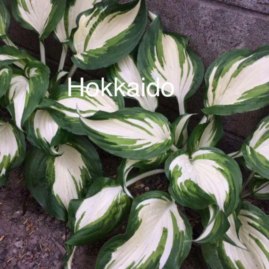 組立式DXソフビフィギュア ゴウカザル&エンペルト 2種セット