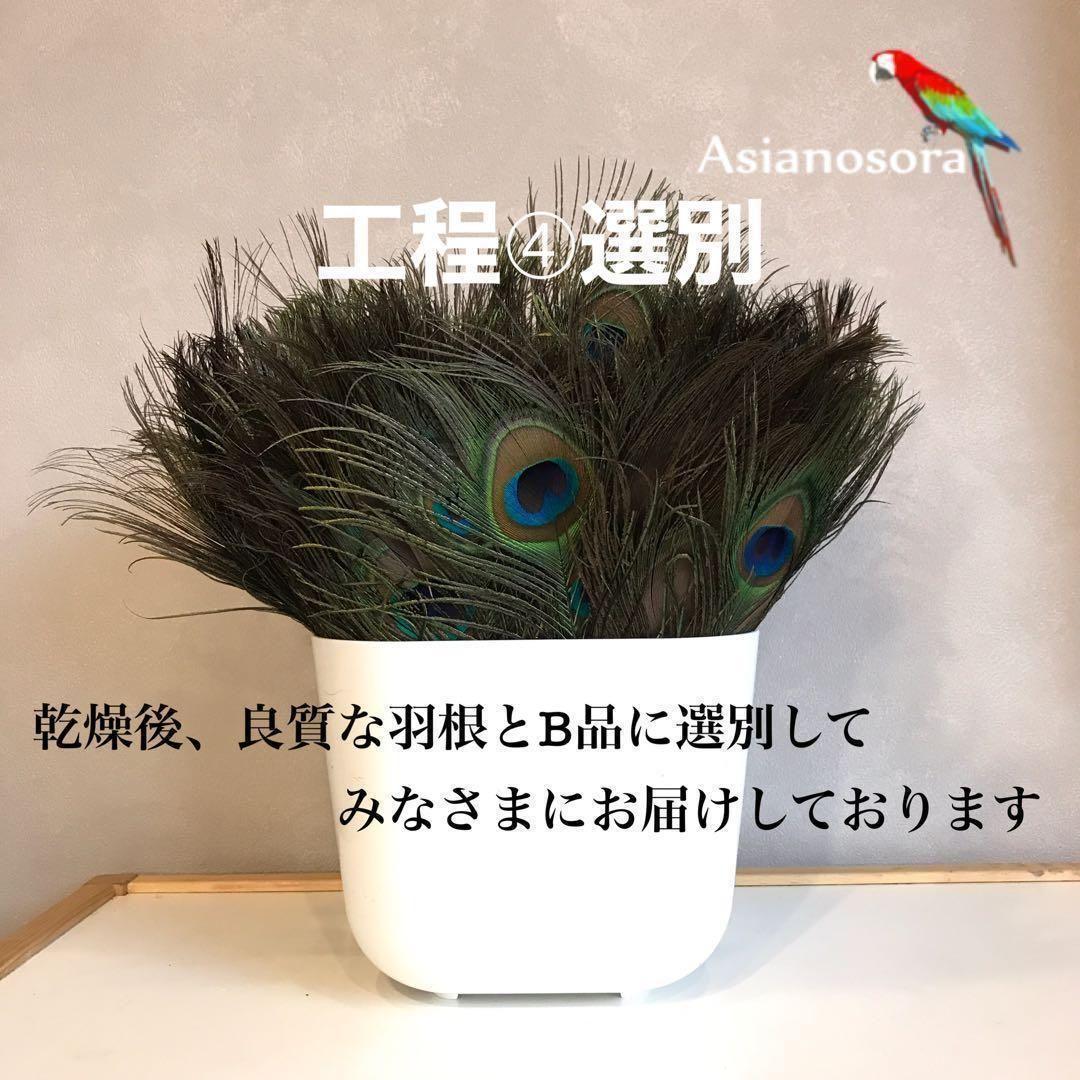 100枚■【クジャク 】孔雀の羽根 目玉 パーツ 鳥 羽根 素材