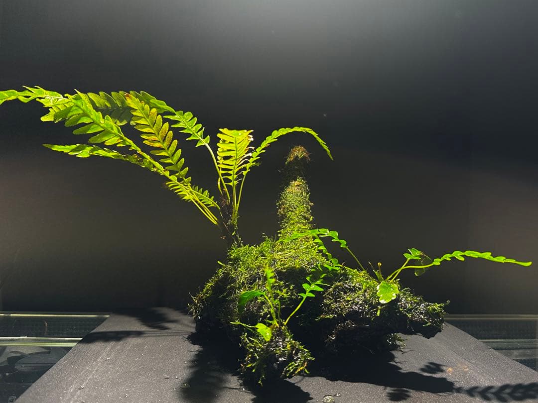 真作】掛軸 慈愛の白衣観音 清らかな救済の姿 蓮華に立つ観音菩薩 Q49