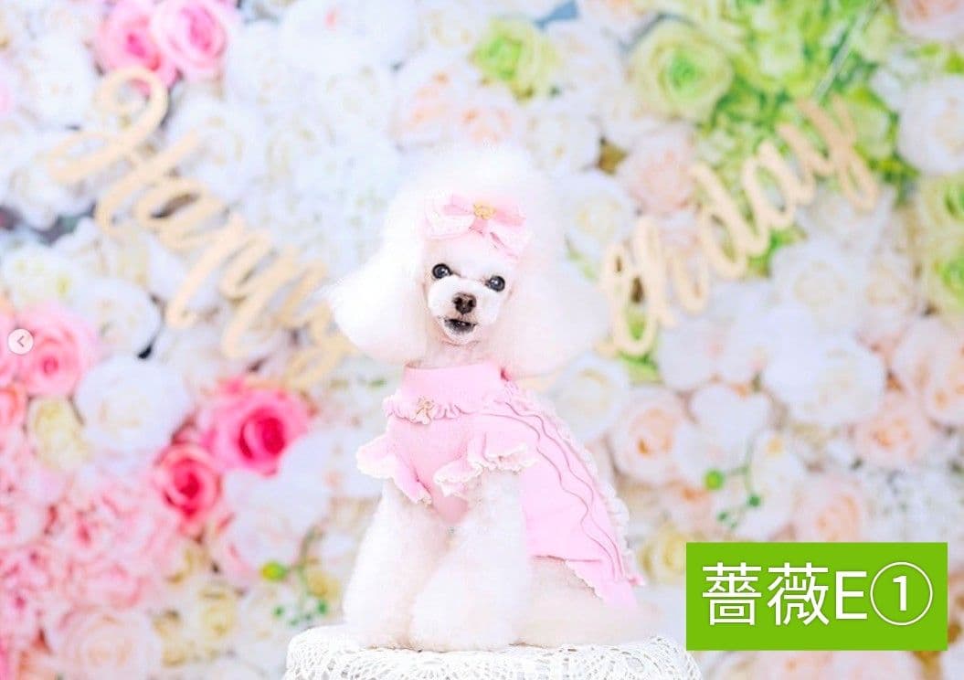 背景布×2枚 ペット撮影用フォトブース トリミングチョーカー販売中 苺