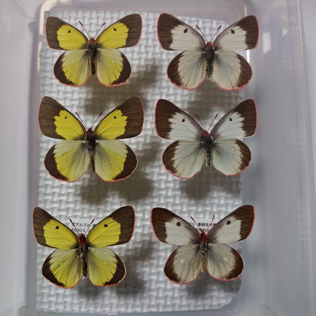 ☆メキシコ産 オオホウシャアヤヒシハナムグリ 23mm