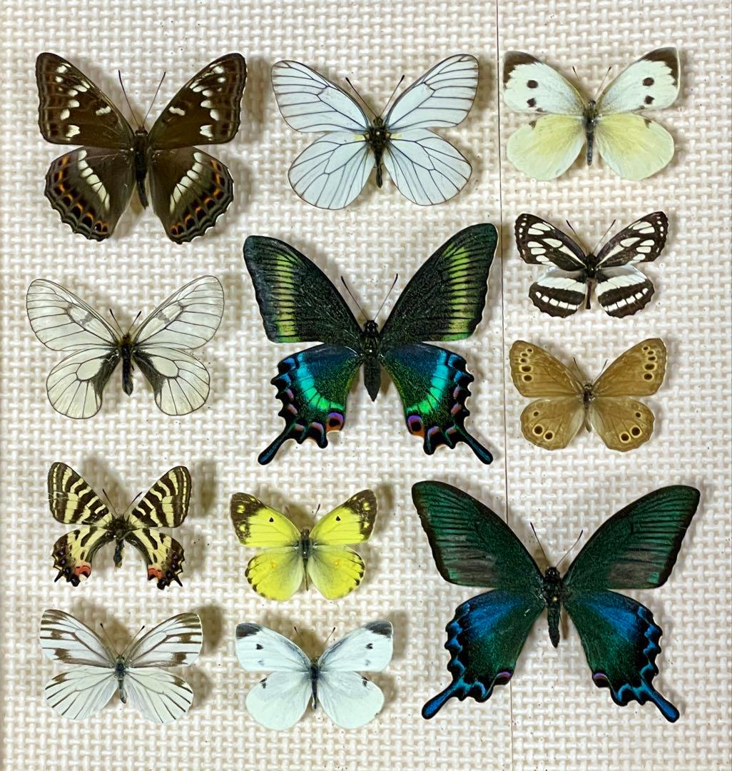 蝶標本 ⭐️北海道の蝶12種セット 採集品 良品 - メルカリ