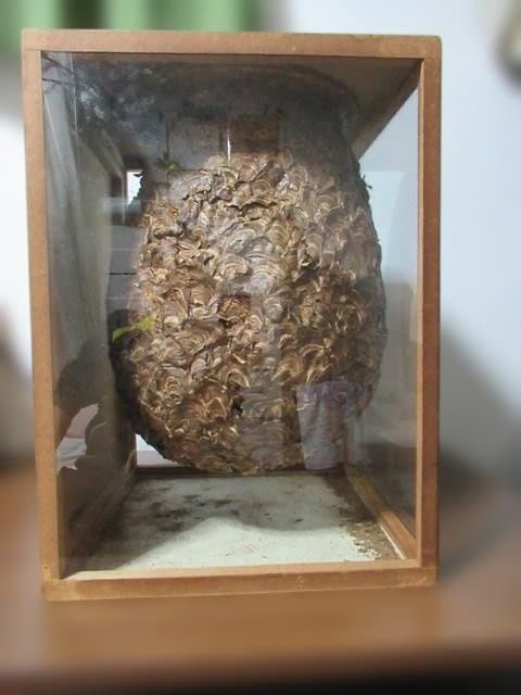 天然】スズメバチの巣の標本（特注ガラスケース入り）採取地：日本国内