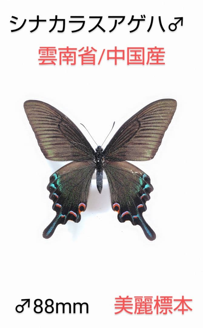 タカネクジャクアゲハ ♂標本 ☆北東インド産☆80mm詳細ラベル付美麗標本