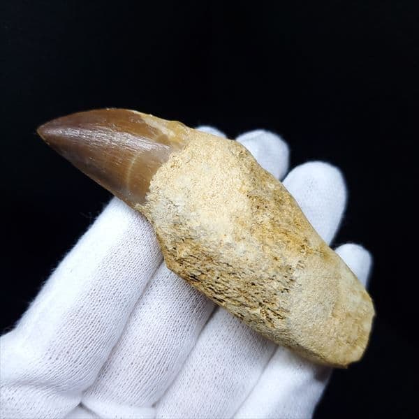 美品 歯根付き モササウルス 化石 本物 モロッコ産 80.09mm mos8