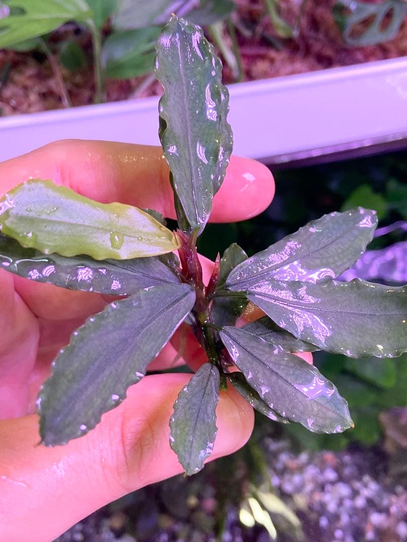 かに様専用】 ブセファランドラ sp. オーロラ kn便 - メルカリ