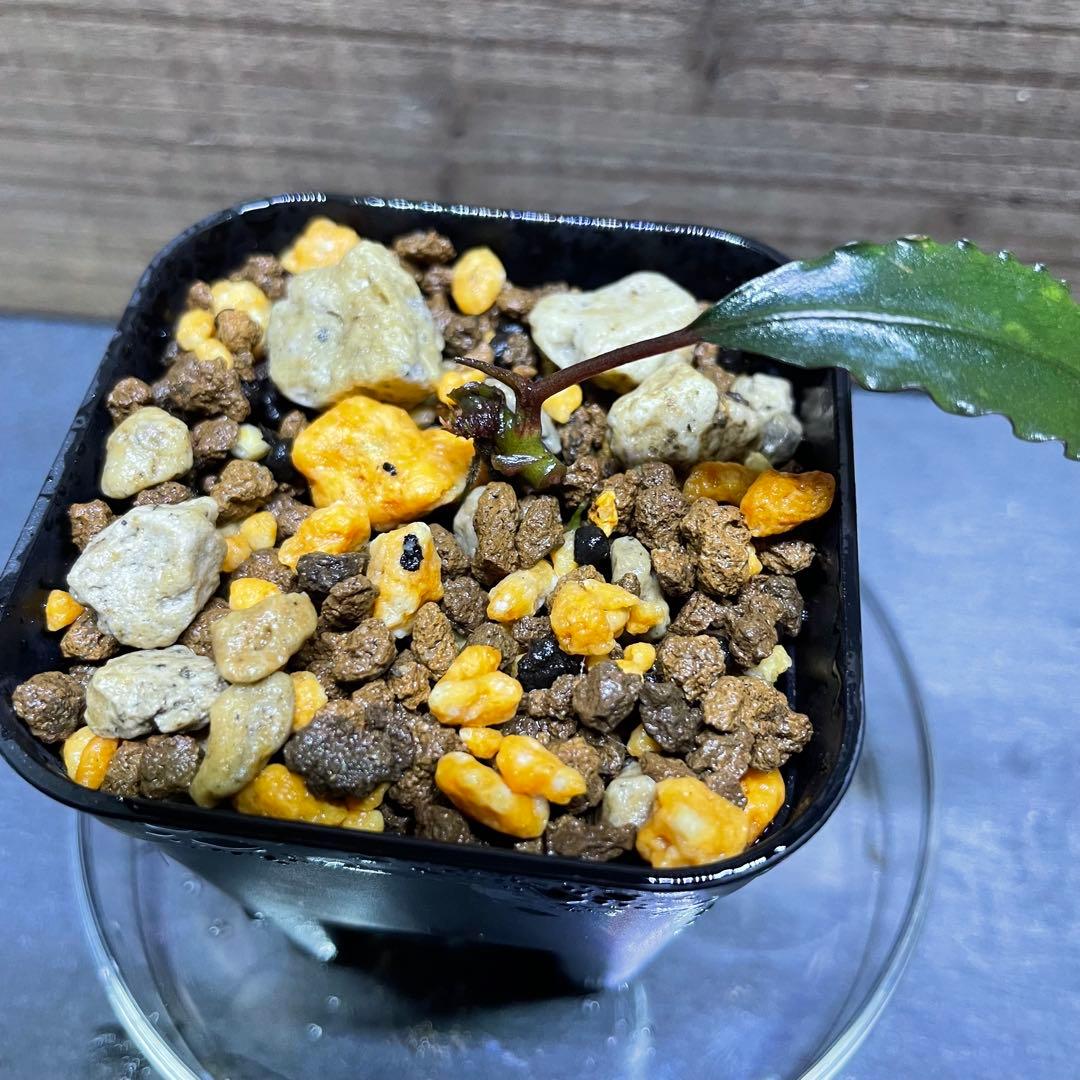 【水の国】ブセファランドラ レッドワルツ（※極小株） Bucephalandra sp. “Red waltz” 水の国 ブセファランドラ