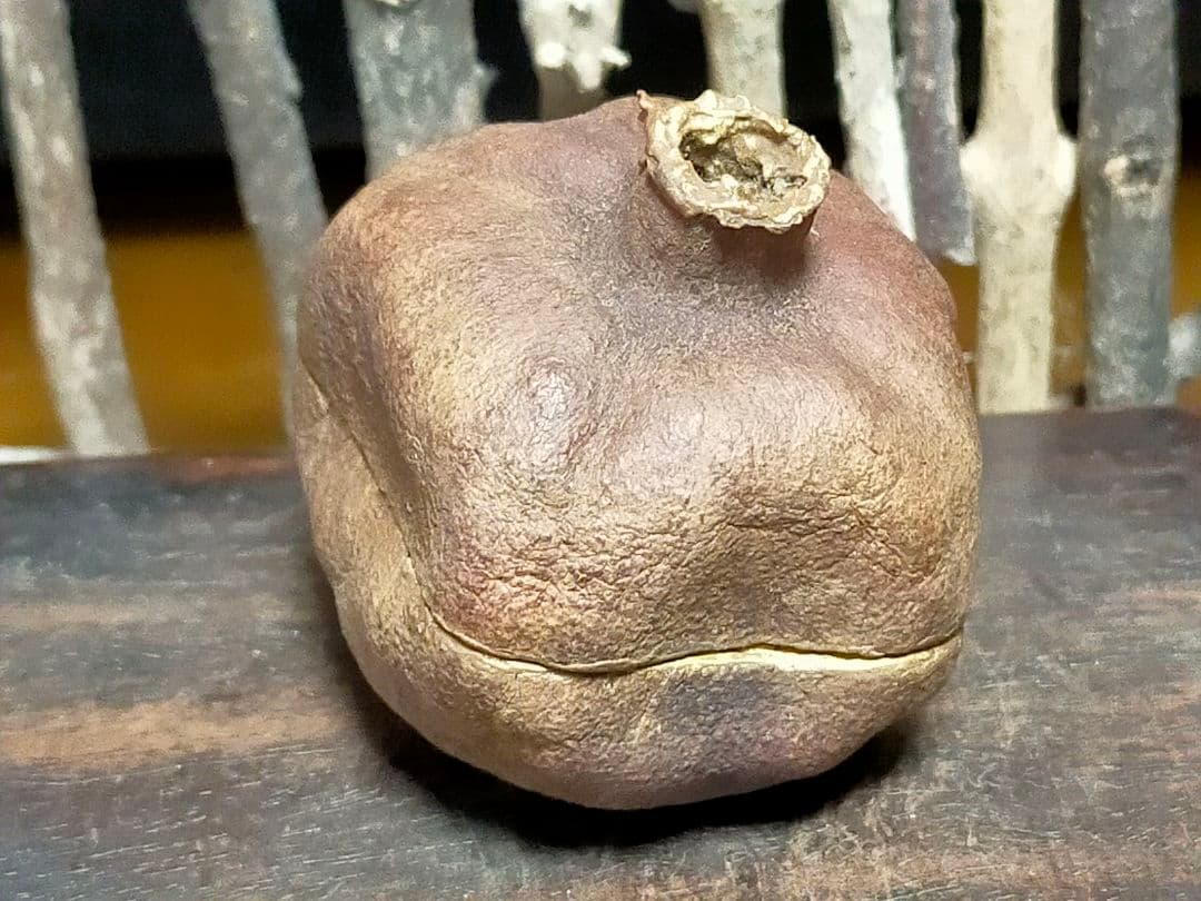 荒川豊藏 可羅つ盃 | 銀座 黒田陶苑 ♥荒川武夫 柘榴