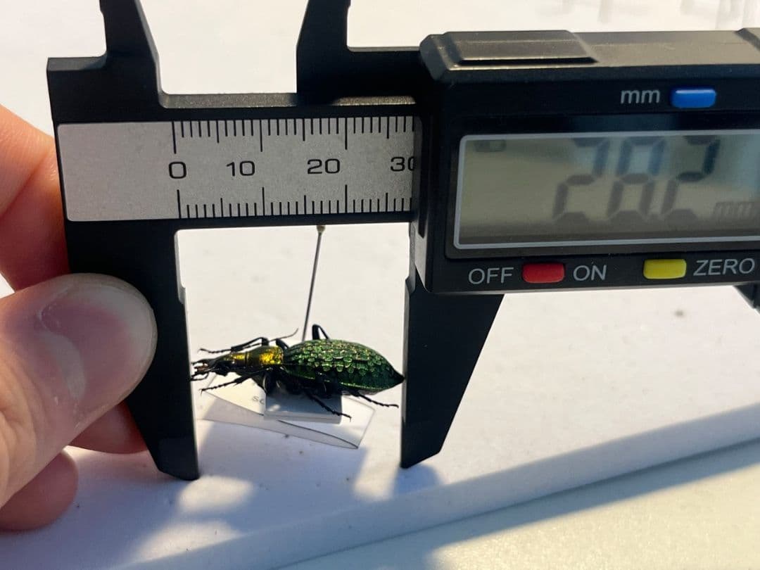 28mm】シュレンククビナガオサムシ カブリモドキ オサムシ標本