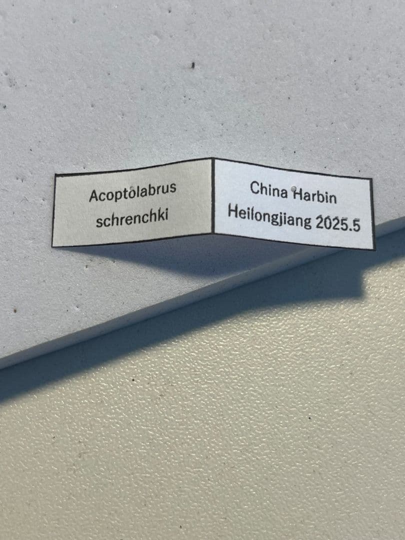 28mm】シュレンククビナガオサムシ カブリモドキ オサムシ標本