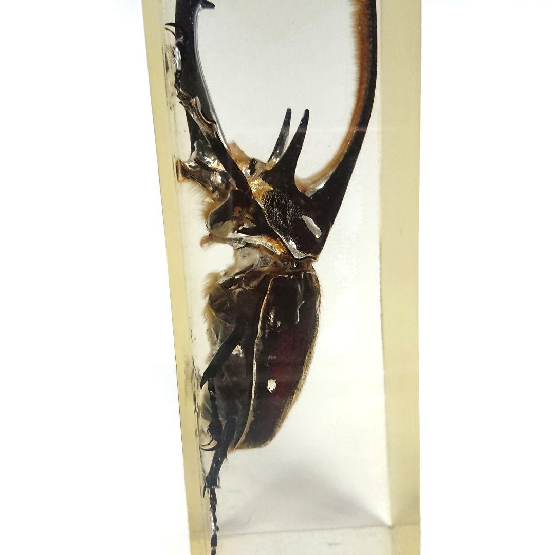 ネプチューンオオカブト アクティオンゾウカブト樹脂標本 コロンビア製