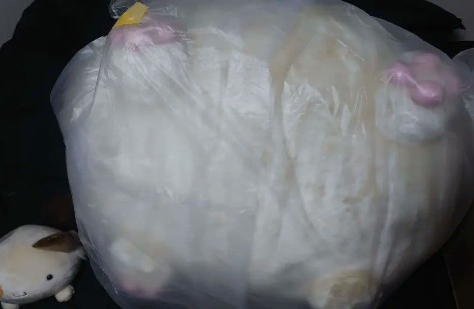 キングぱんにゃ