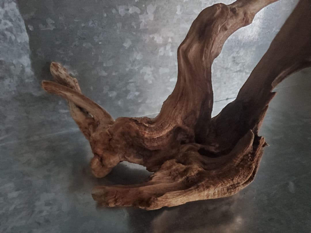 アク抜き済み流木【339】 天然流木のアク抜き 60g: ペット