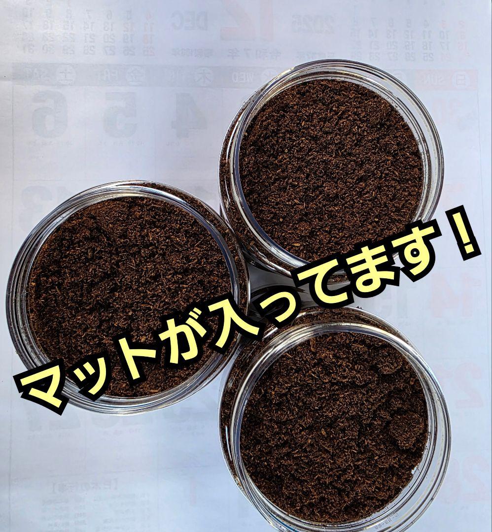 発酵マット入り！国産カブトムシ幼虫1頭飼育専用縦長クリアボト【30本