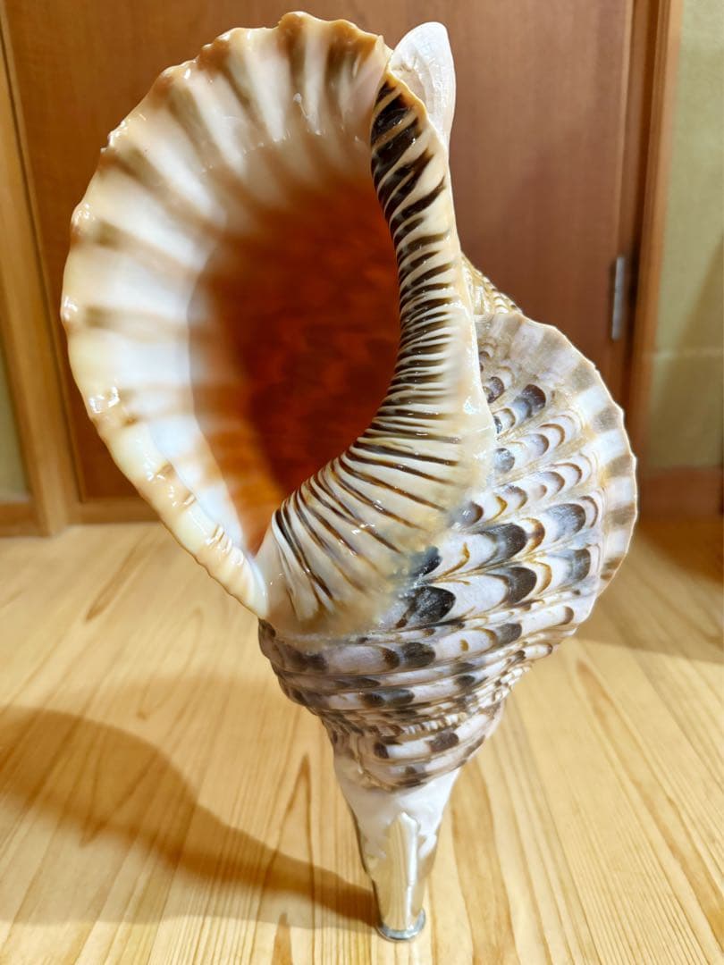 激レア長崎県産法螺貝ホラガイ