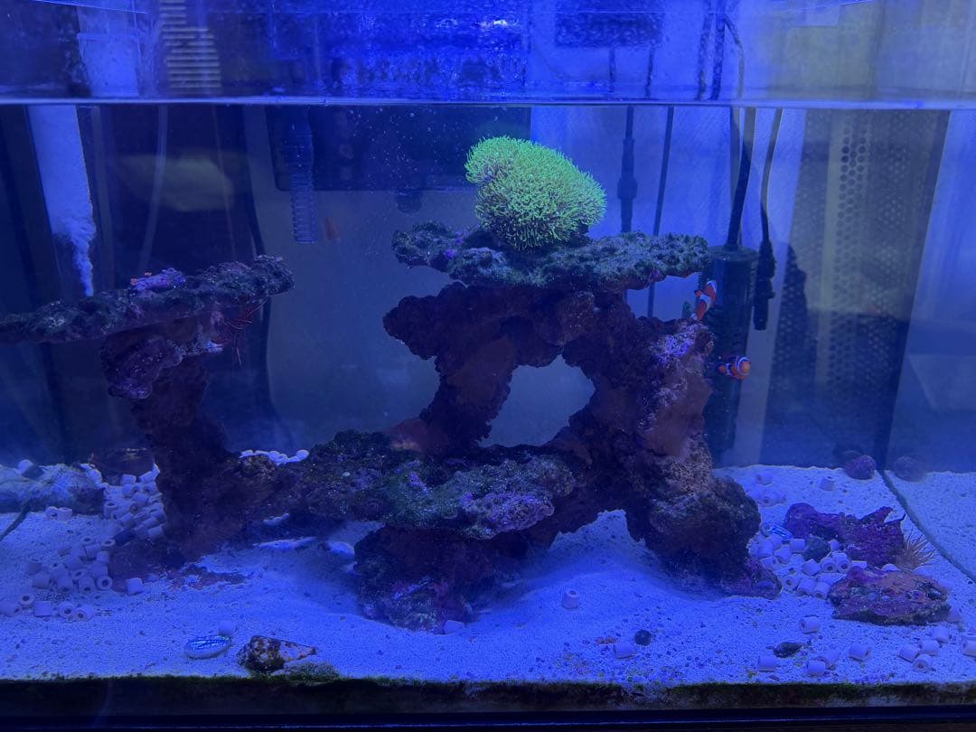 海水魚飼育セット アクアリウム 海水魚 飼育セット