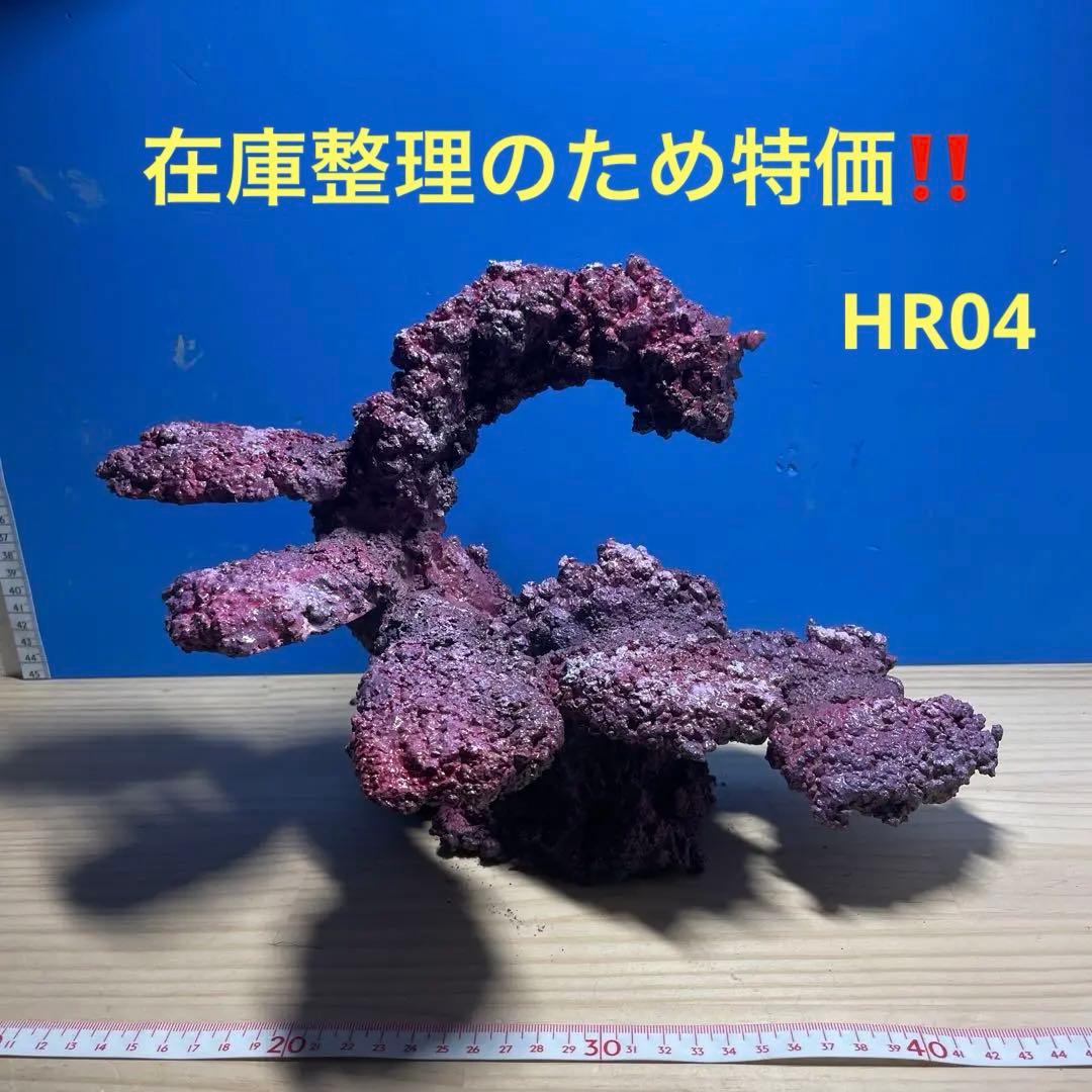 人工ライブロックNo.13 アク抜き済