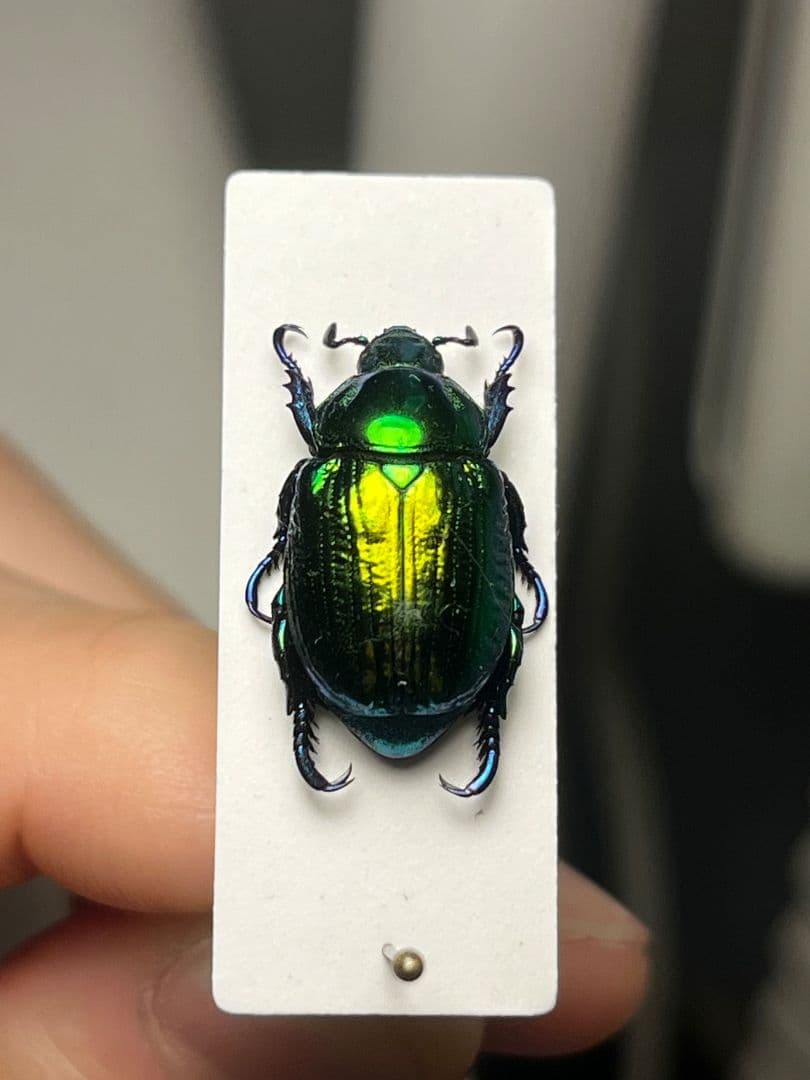 【19mm】Pelidnotaプラチナコガネ コガネムシ ハムシ コブハムシ標本 19mm】Pelidnotaプラチナコガネ コガネムシ ハムシ コブハムシ標本