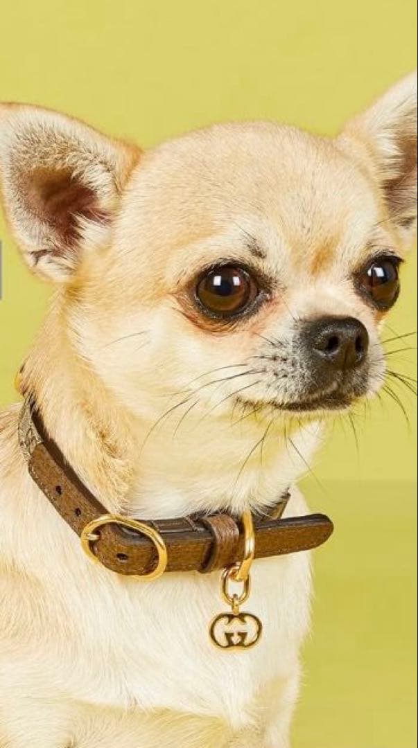 ⭐️GUCCI （グッチ） エクストラスモールペットカラー GG柄 首輪