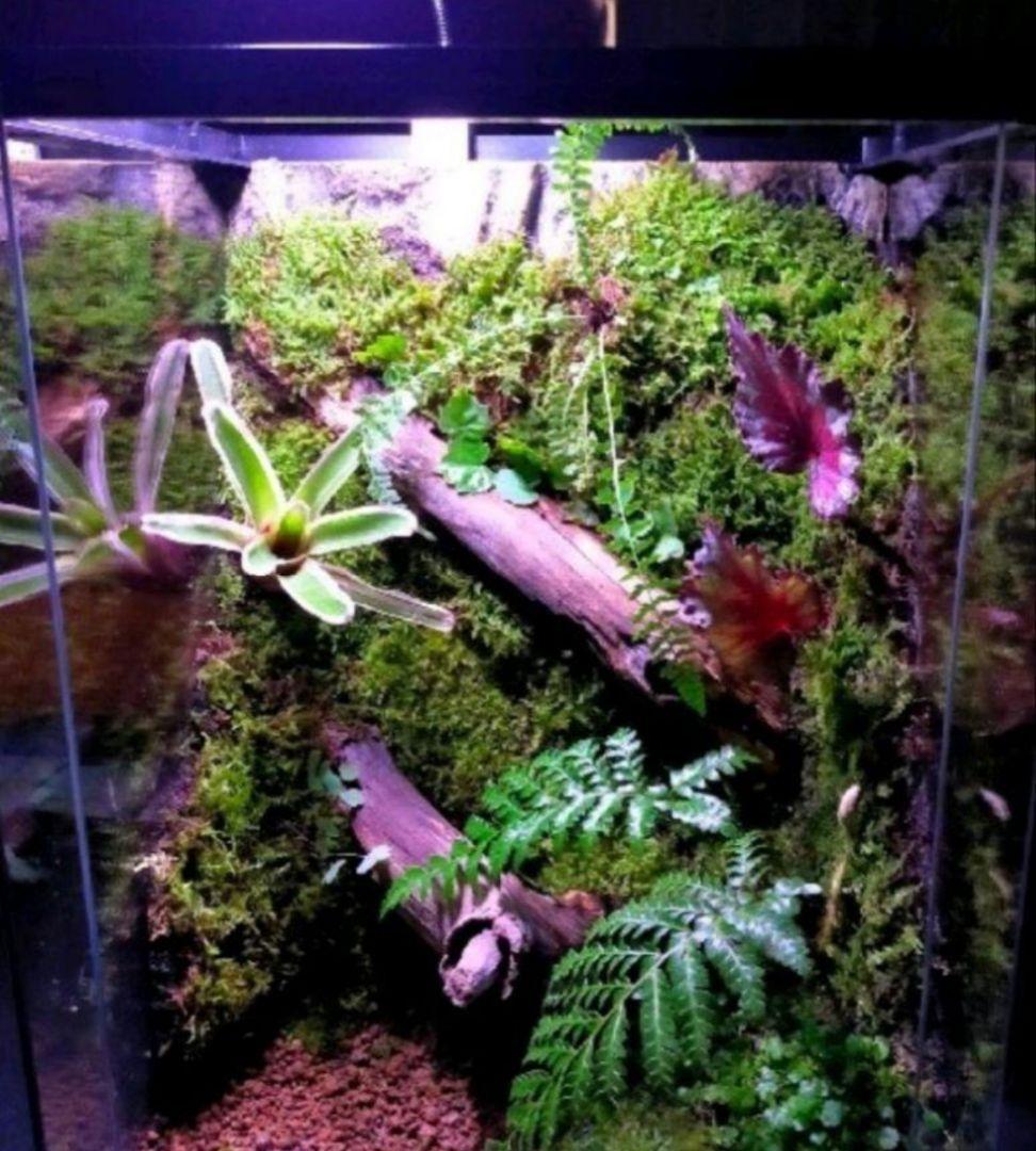 観葉植物のある天然ゴケの苔テラリウム、観賞用や生体ケージにも、