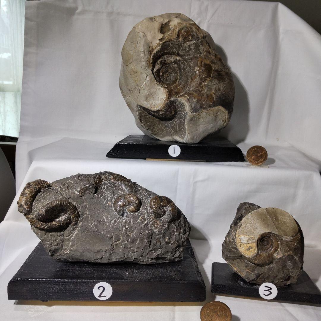 2026年新春　 北海道アンモナイト化石の福箱＋知識資料4点　その1