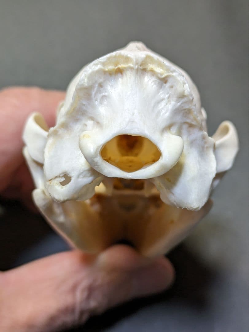 頭骨標本　珍獣パームシベット