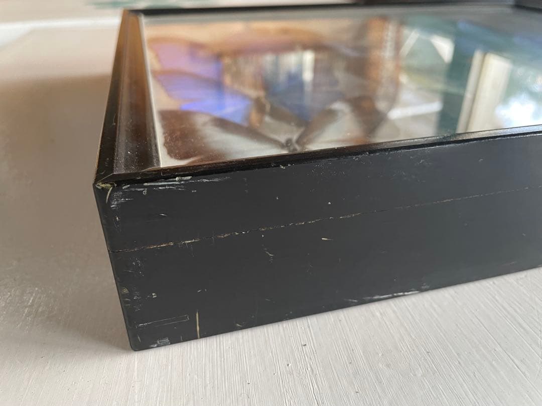 【蝶標本】タイヨウモルフォ他