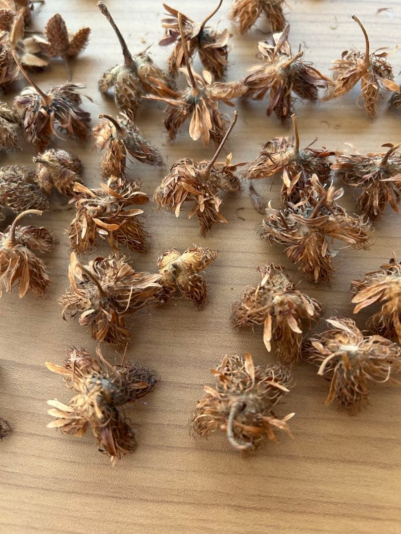 kinacoさま専用　ブナどんぐり殻斗　700個