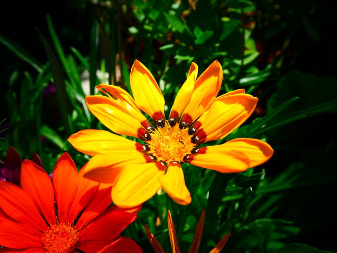 美品LEICA DG VARIO-ELMARIT 8-18mm/F2.8-4.0