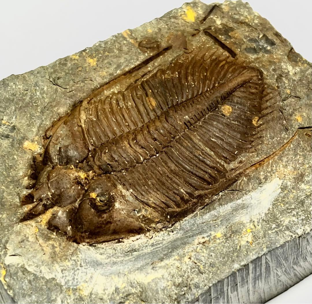 三葉虫化石Coronocephalus