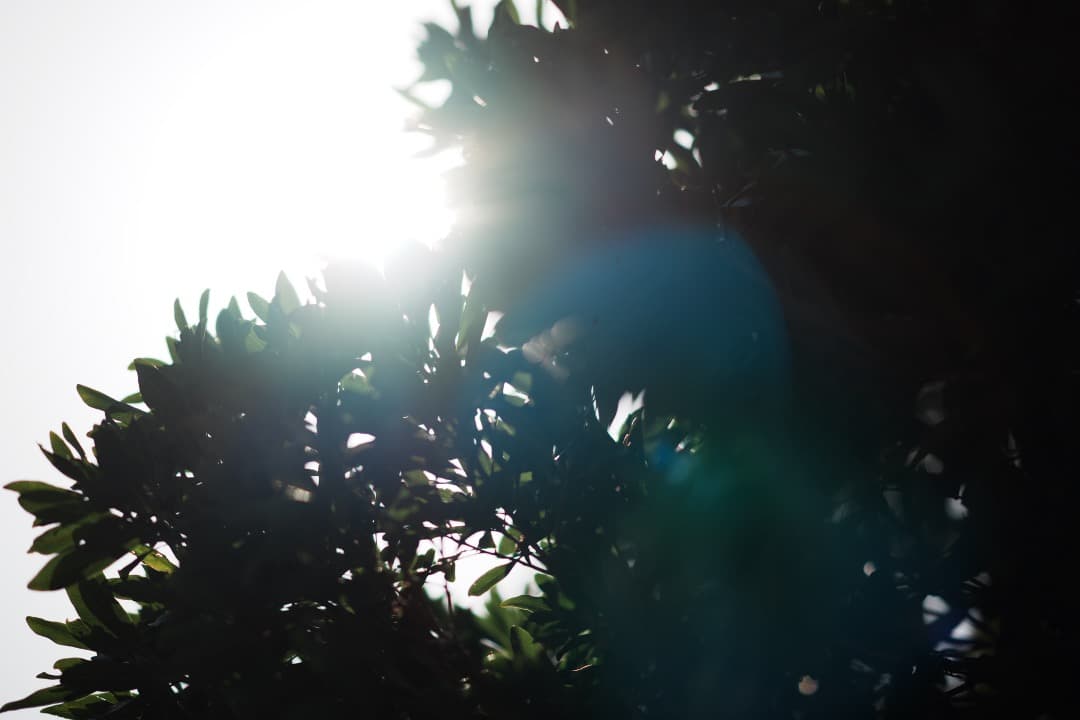 希少】SONY 135mm F1.8 ZA 美しいボケ 絶品描写 ポートレート