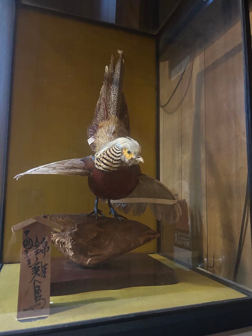 錦鶏鳥剥製ケース付き - メルカリ